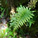 Слика од Polypodiodes amoena (Wall. ex Mett) Ching