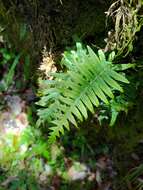 Слика од Polypodiodes amoena (Wall. ex Mett) Ching