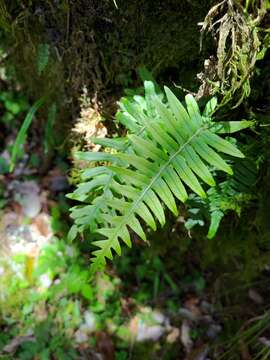 Image de Polypodiodes amoena (Wall. ex Mett) Ching