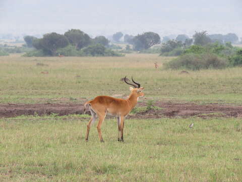 Image of Uganda Kob