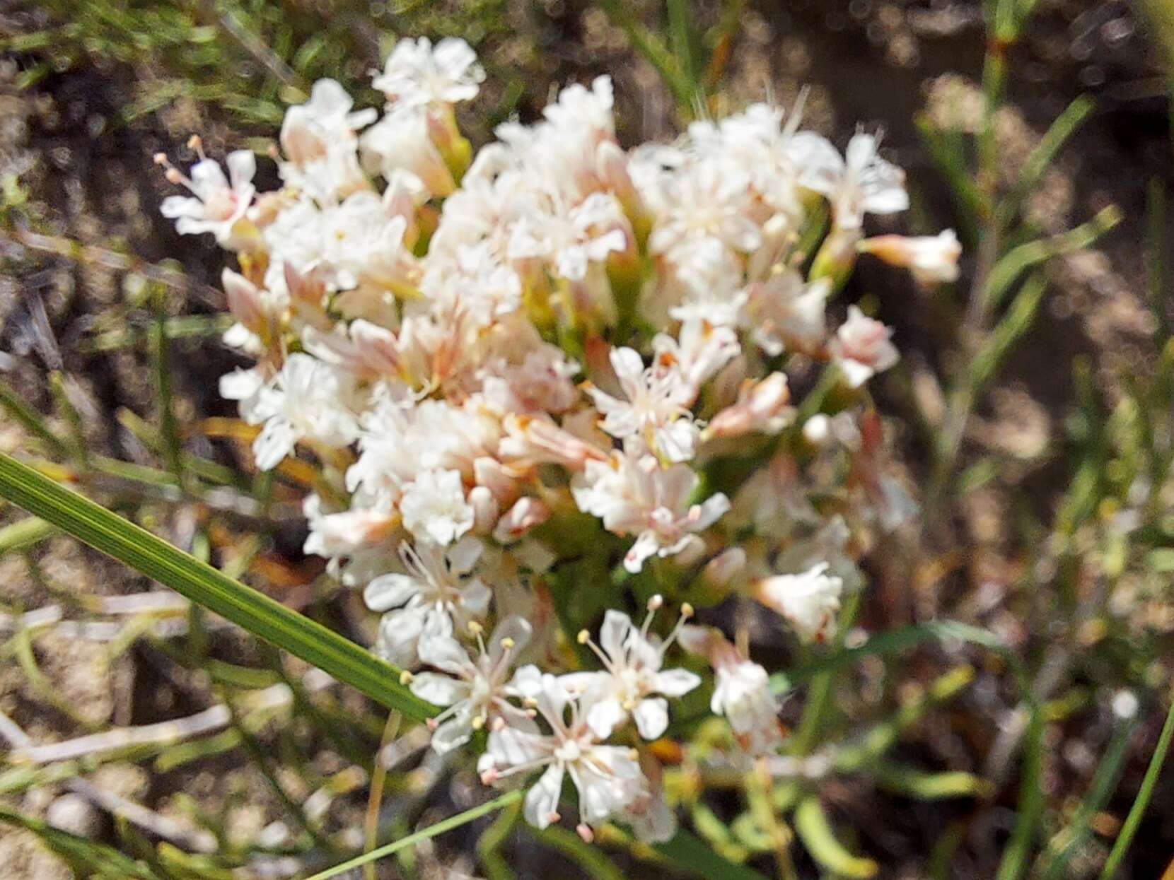 Imagem de Eriogonum leptophyllum (Torr. & Gray) Woot. & Standl.