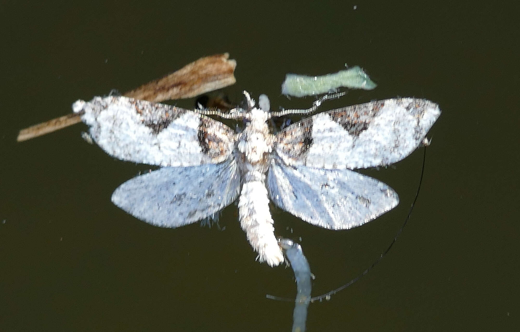 Image of Anopina eleonora Obraztsov 1962