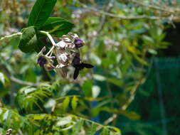 Plancia ëd Xylocopa fenestrata (Fabricius 1798)