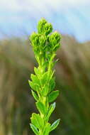Image of Lawrencia spicata Hook.