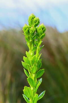 Image of Lawrencia spicata Hook.