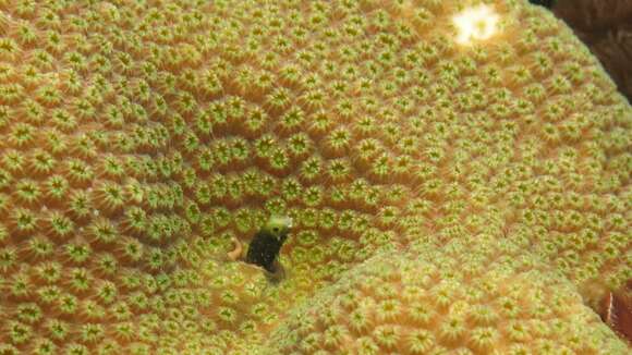 Image of Spiny blenny