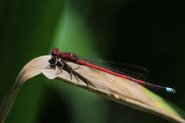 Image of Oxyagrion terminale Selys 1876