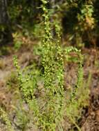 Image of Small-Head Marsh-Elder