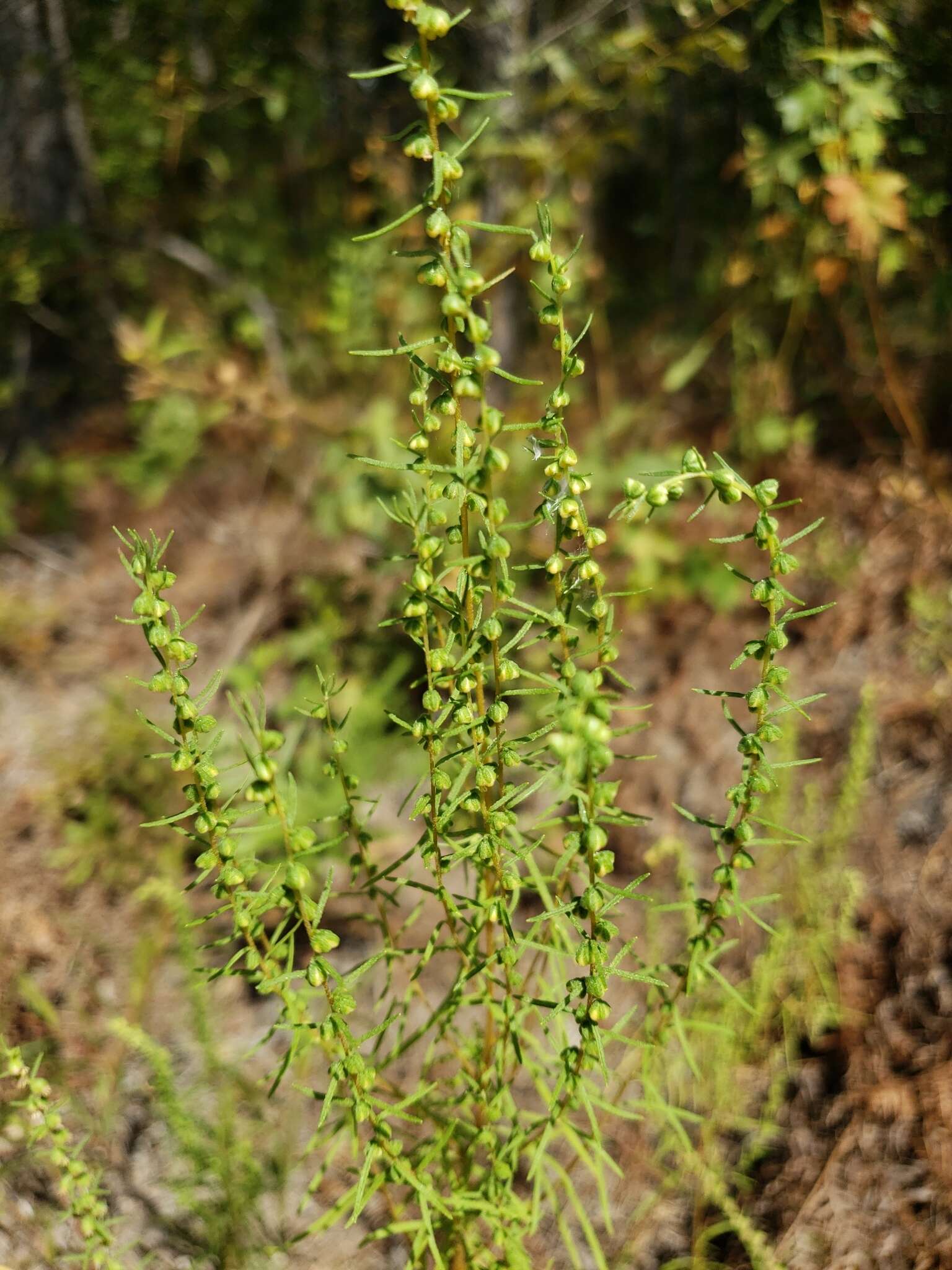 Image of Small-Head Marsh-Elder