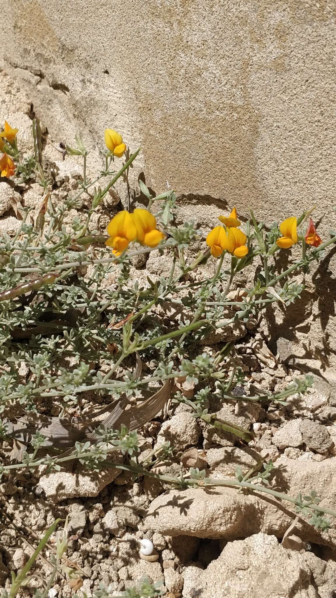 Image of Lotus glaucus Sol.