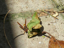 Image of Polistes cavapytiformis Richards 1978