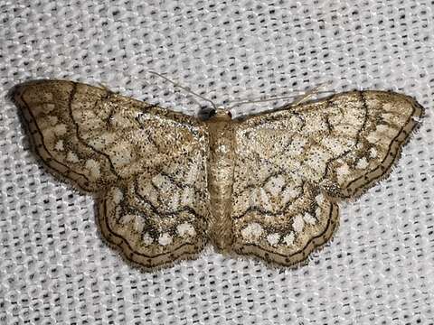 Image of Idaea moniliata Schiffermüller 1775