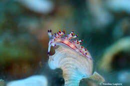 Image of Red lined slug