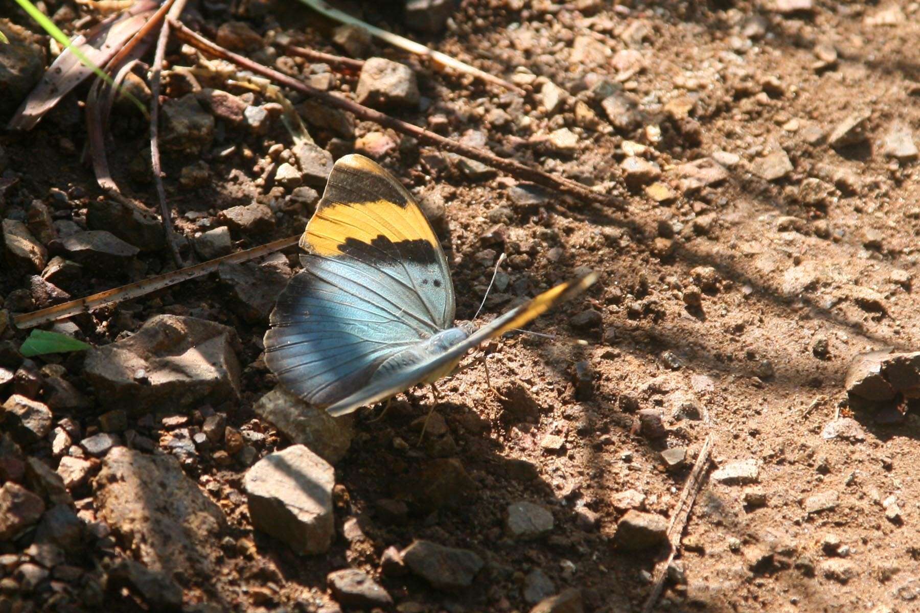 Слика од Euphaedra neophron Hopffer 1855