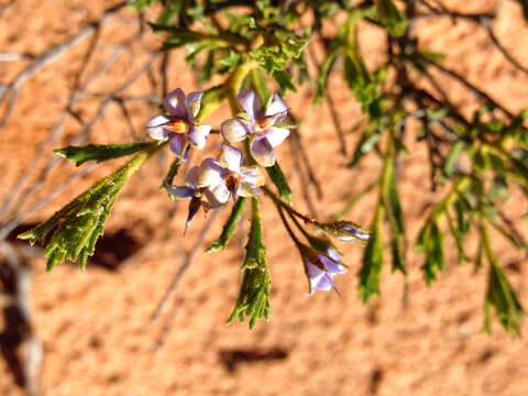 Image of Halgania cyanea Lindley