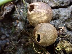 Imagem de Lycoperdon subincarnatum Peck 1872