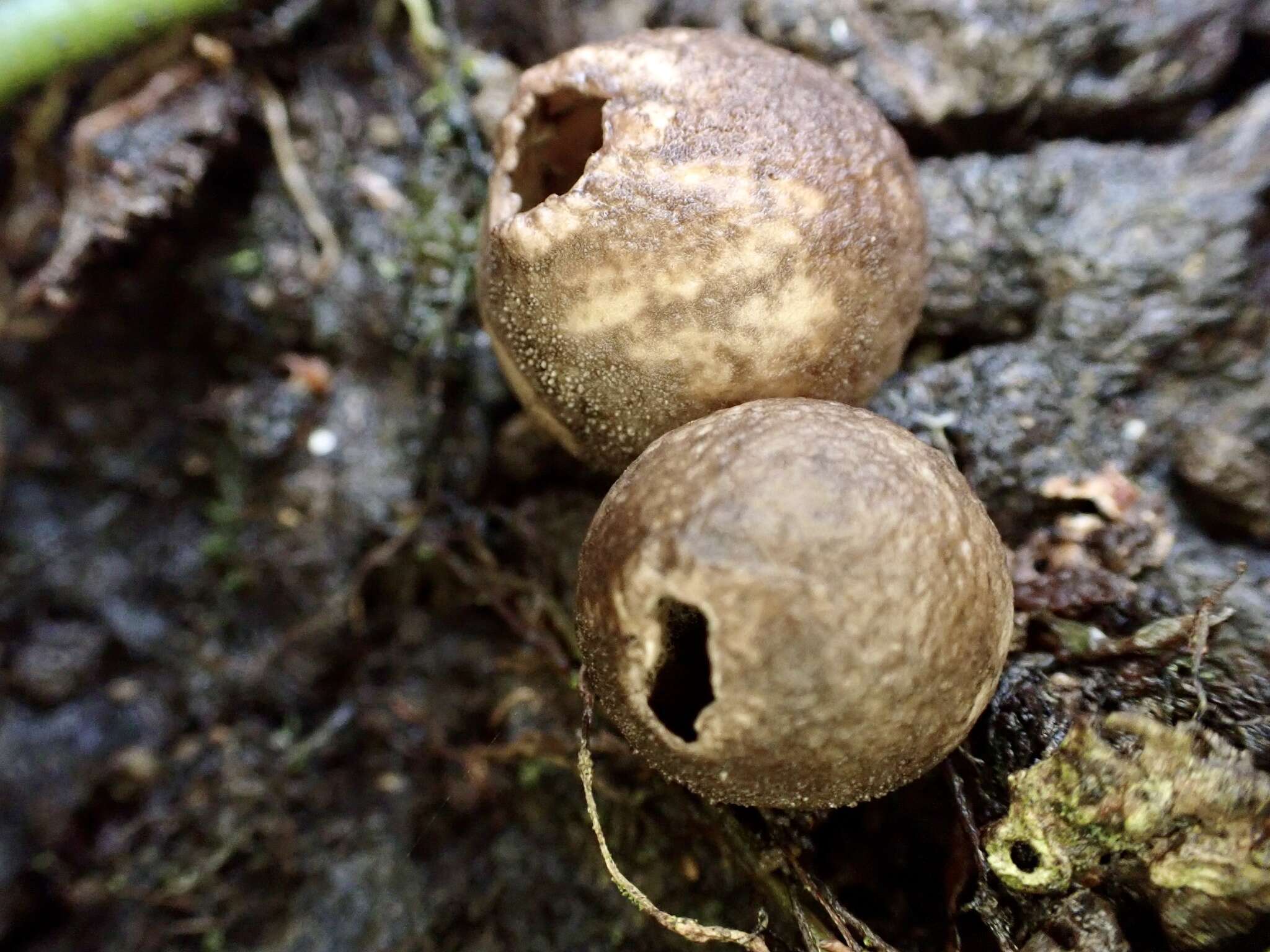 Image of Flesh-coloured Puffball