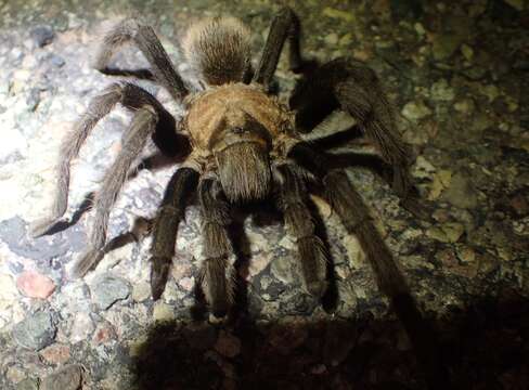 Image of Desert Blond Tarantula