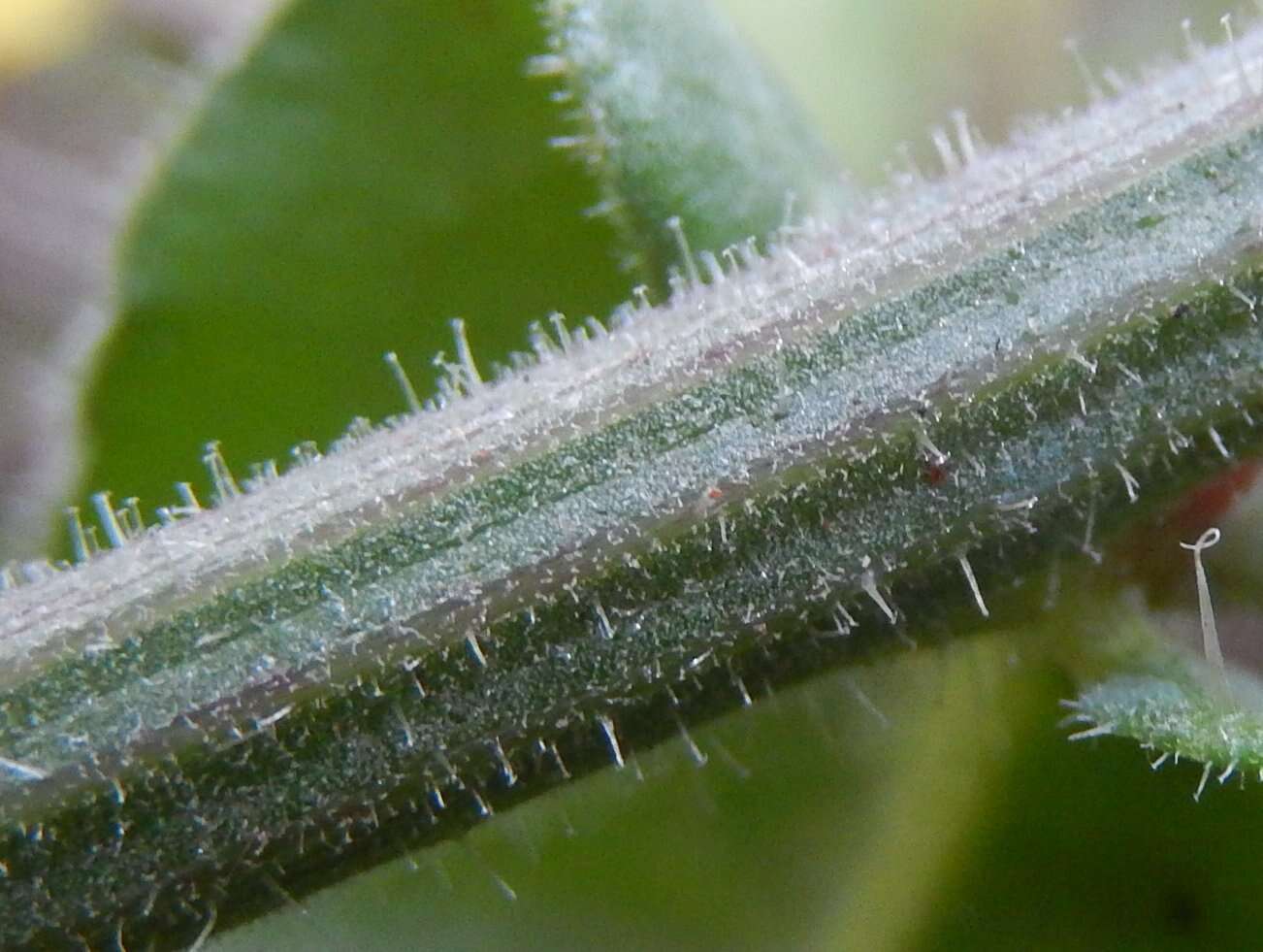 Image of hawkweed oxtongue