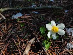 Image of Caltha alba Cambess.