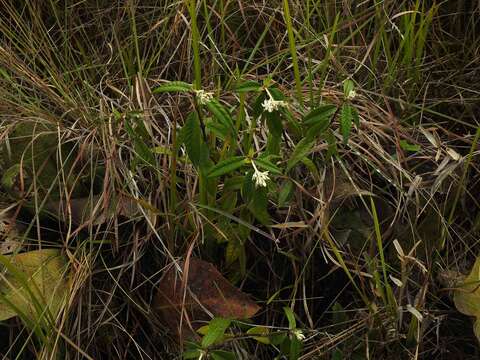 Image of Palicourea pseudinundata