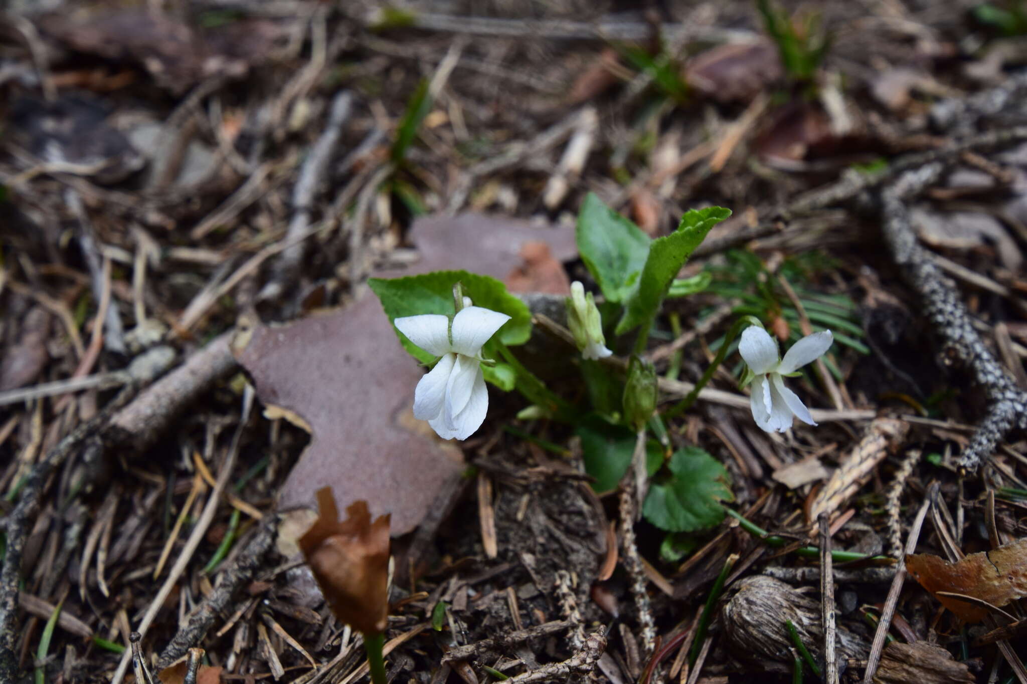 Image of White Violet