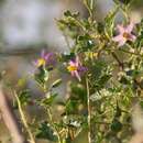 Image of Solanum humile