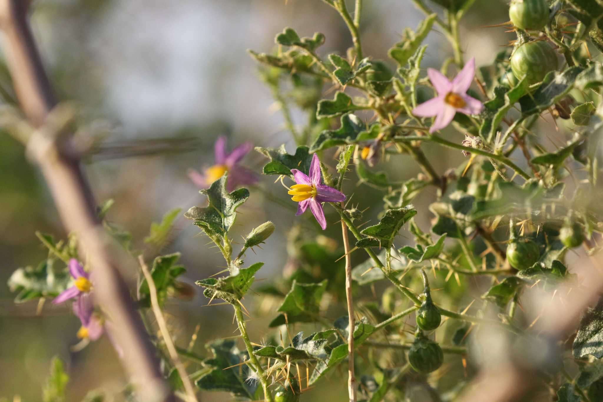 Imagem de Solanum humile