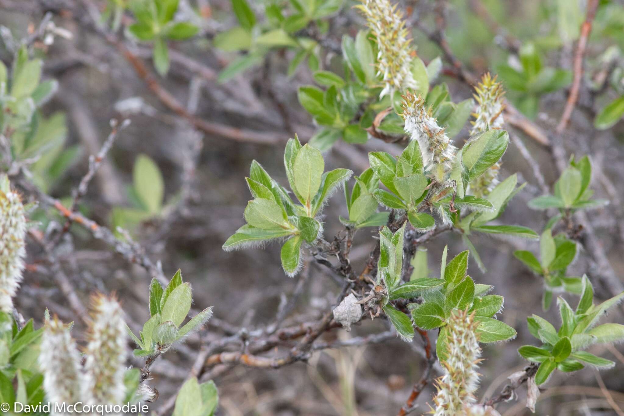 Salix richardsonii Hook.的圖片