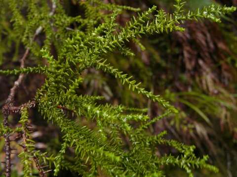 Image of Yellow Silver Pine