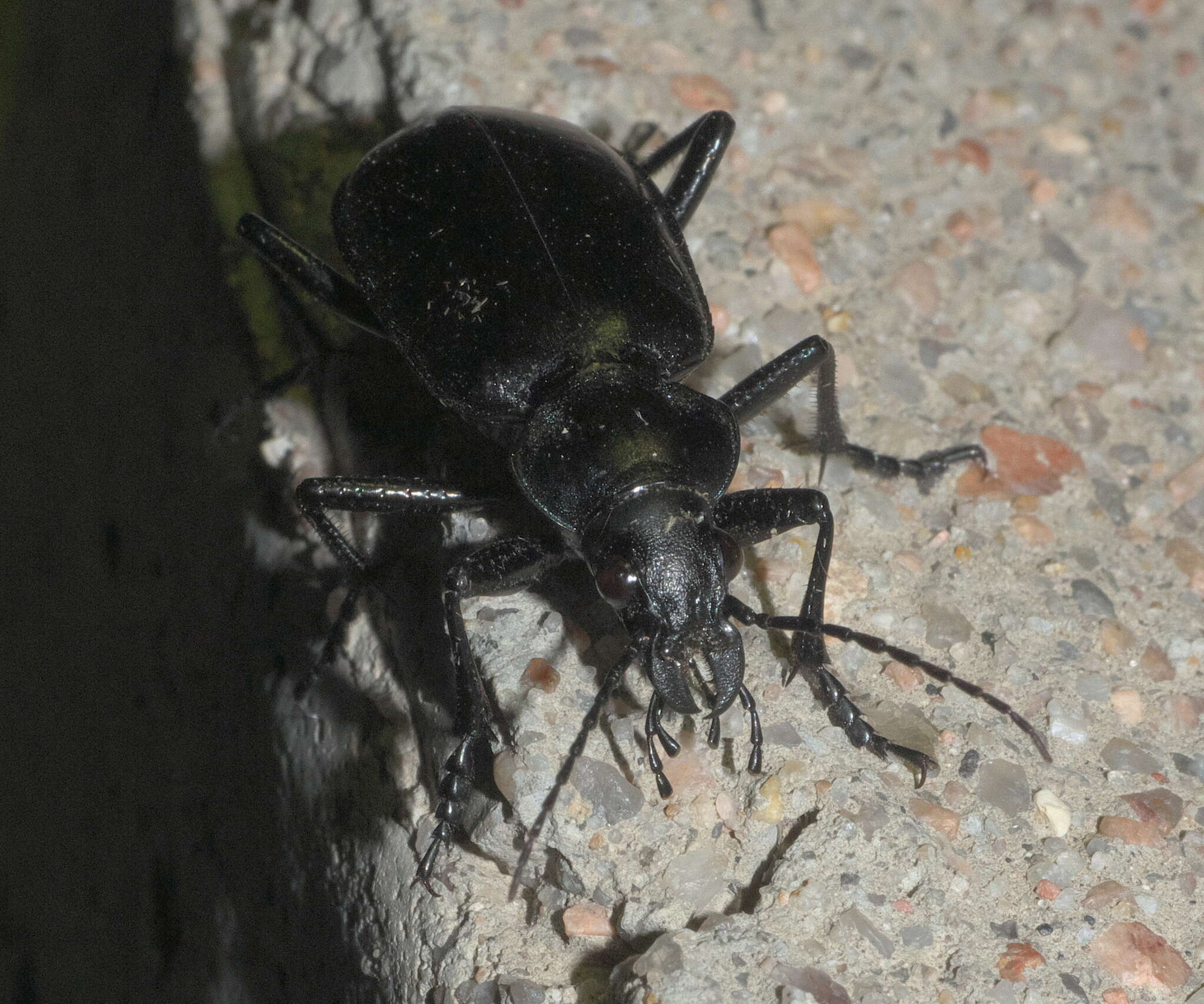 Imagem de Calosoma (Carabosoma) peregrinator Guérin-Méneville 1844