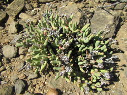 Image of Hereroa aspera L. Bol.