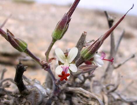 Image of <i>Pelargonium parviflorum</i>