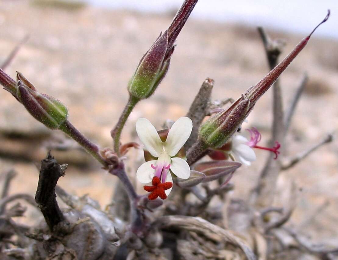 Image of <i>Pelargonium parviflorum</i>