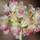 Image of Eriogonum strictum var. greenei (Gray) Reveal