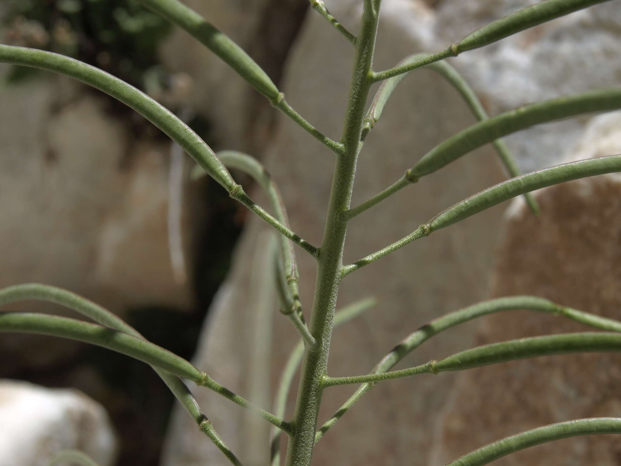 Image of Shockley's rockcress