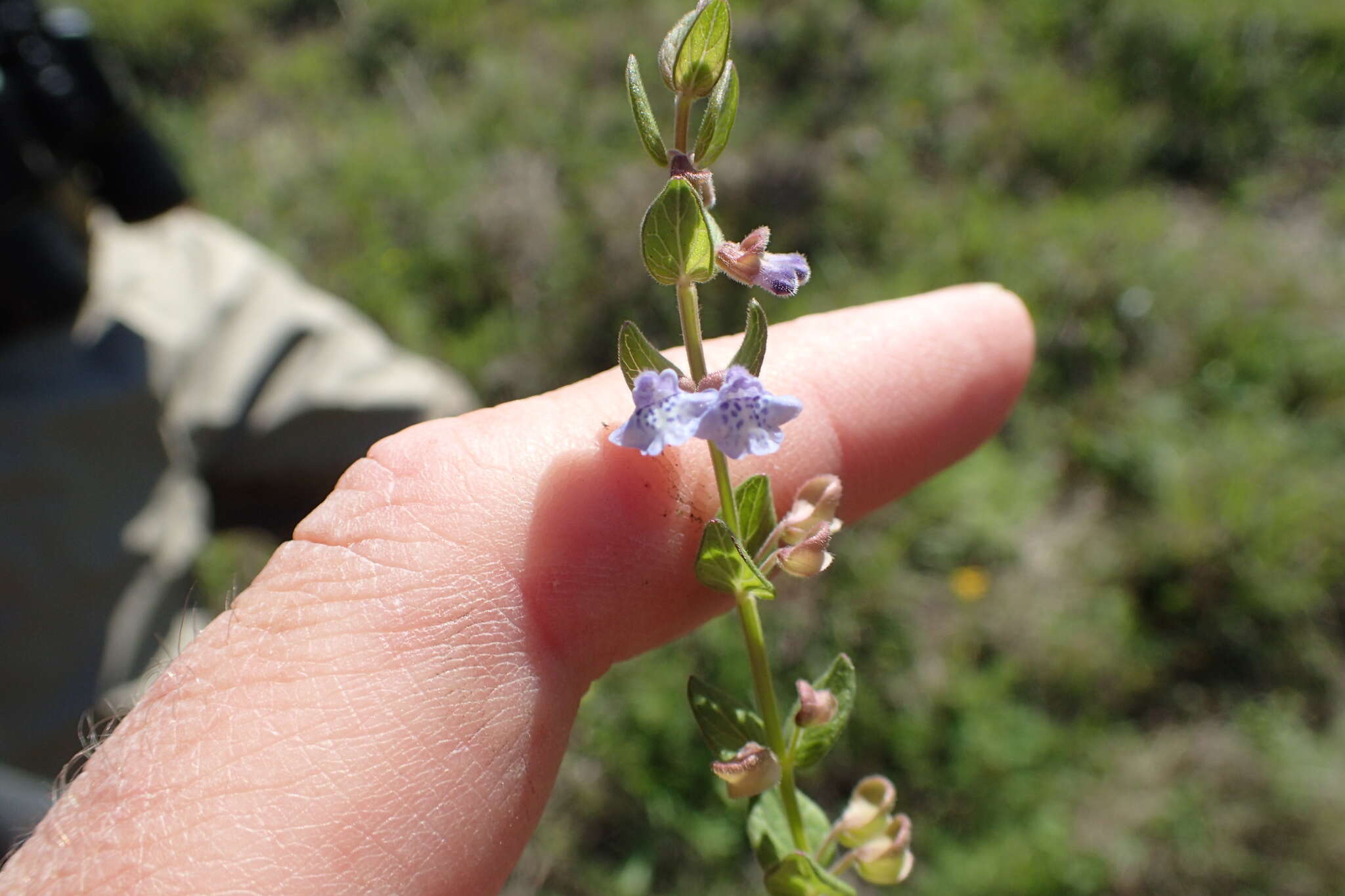 Scutellaria parvula Michx. resmi