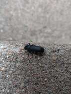 Image of Dark Mealworm