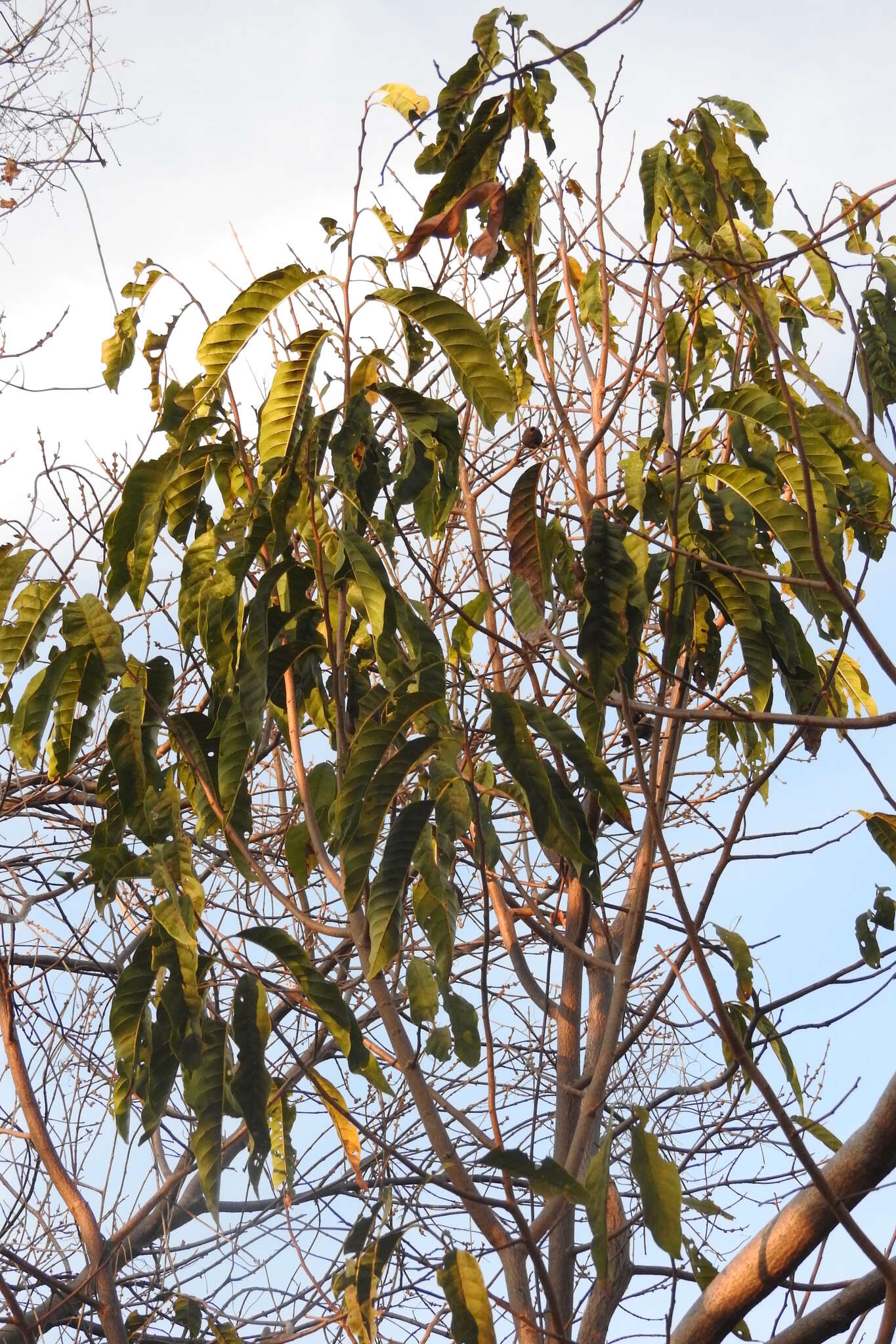 Imagem de Annona reticulata L.