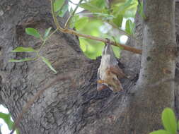 Image of Gambian Epauletted Fruit Bat