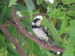 Image of White-throated Seedeater