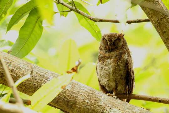 Image of Elegant Scops Owl