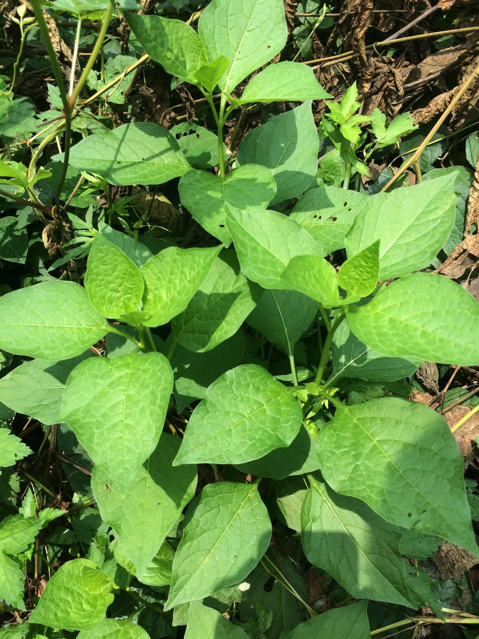 Alkekengi officinarum var. franchetii (Masters)的圖片