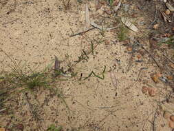 Image of Chinese raspwort