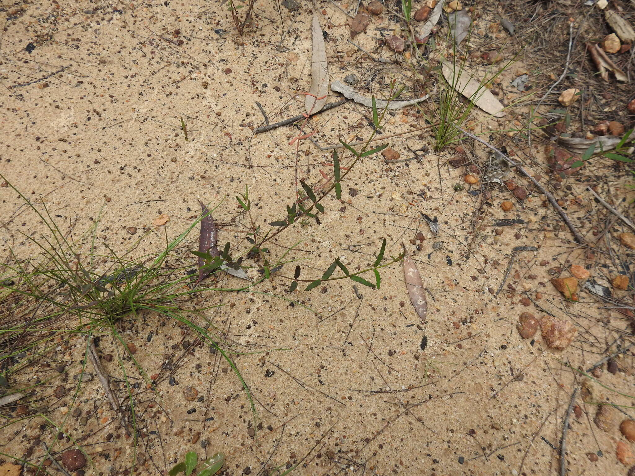 Image of Chinese raspwort