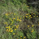 Image of Gutierrezia dunalii (Spreng.) G. L. Nesom