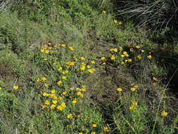 Image of Gutierrezia dunalii (Spreng.) G. L. Nesom