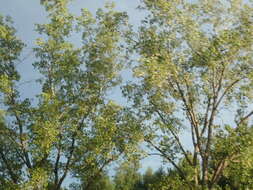 صورة Populus deltoides subsp. deltoides