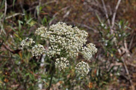 صورة Thapsia gummifera (Desf.) Spreng.