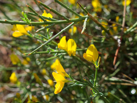 Plancia ëd Genista salzmannii DC.